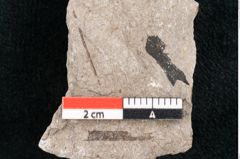 Foto (Detailansicht) von Puccinites zosterae Ettingshausen (NHMW-GEO-2024-0188-6632)